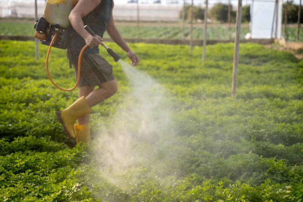 Best Pest Control Near Me  in Rossville, GA